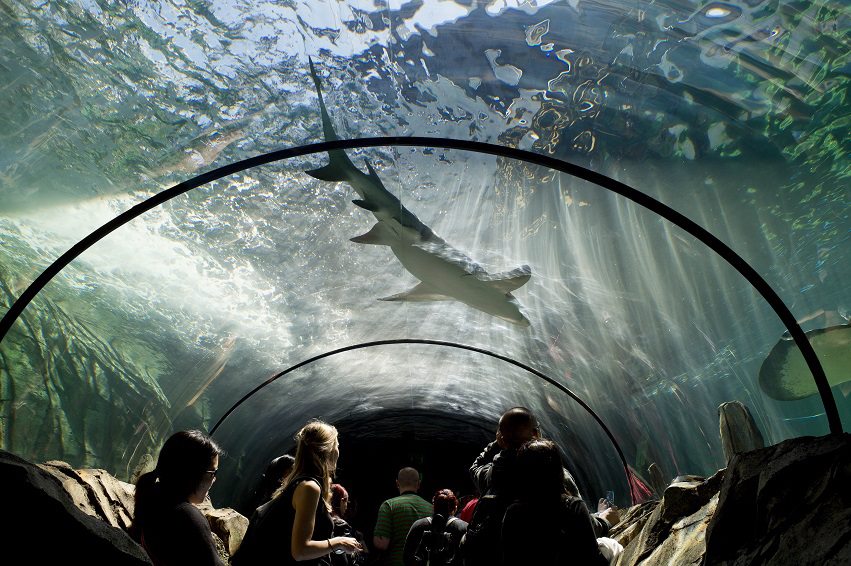 SEALIFESydney_depths.jpg